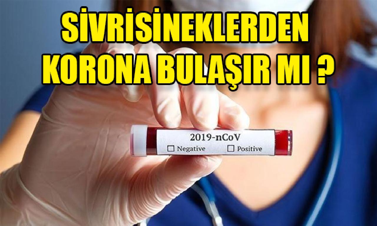 Sivrisineklerden korona bulaşır mı? 