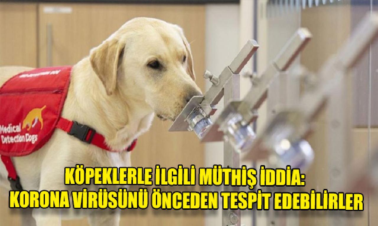 Köpeklerle alâkadar müthiş iddia: Korona virüsünü önceden belirleme edebilirler 