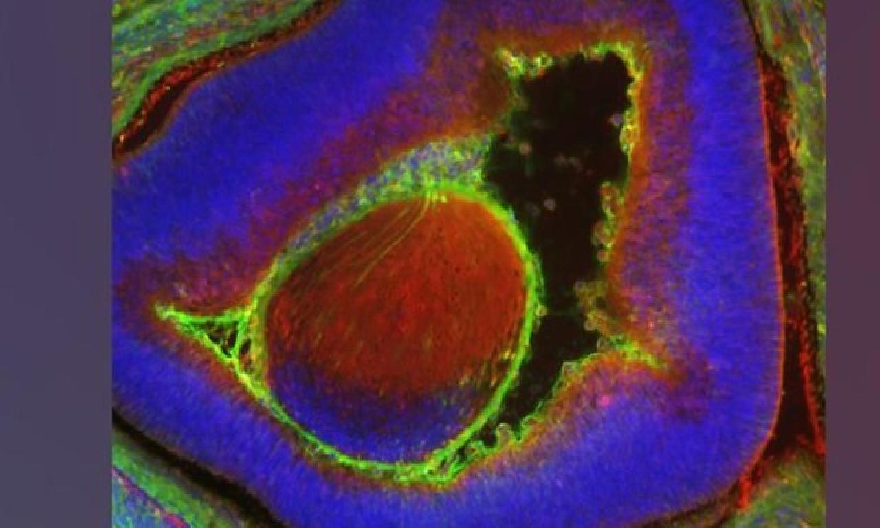 Bilim insanları kısmen memelilerden hücresinden oluşan tek sıçangillerden embriyosu oluşturdu 