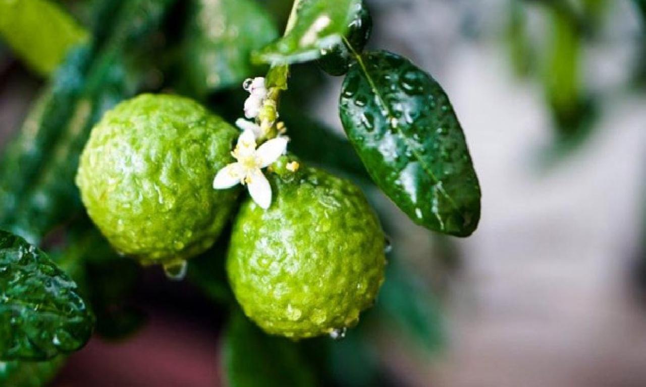 Bergamot nelere edgü gelir? Bergamotun faydaları neler? 