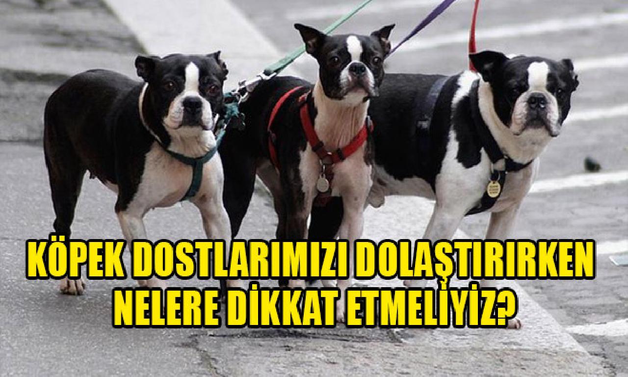 Köpek dostlarımızı dolaştırırken nelere uyanıklık etmeliyiz? 