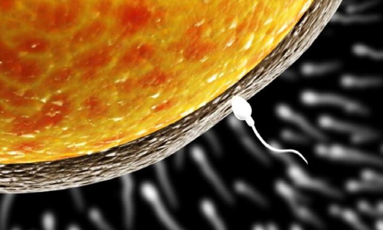 Sperm Yokluğu Çocuk Sahibi Olmaya Her Zaman Engel Değil 
