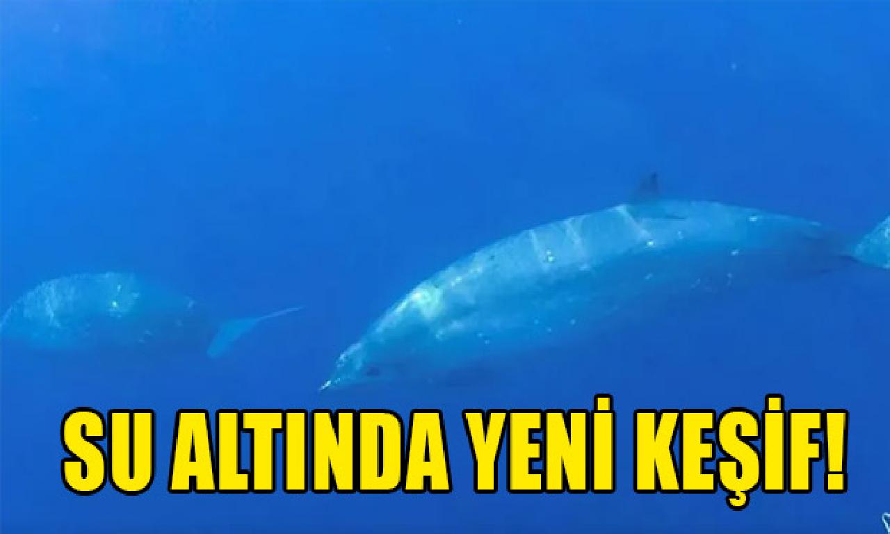 Su altında görülmemiş keşif 