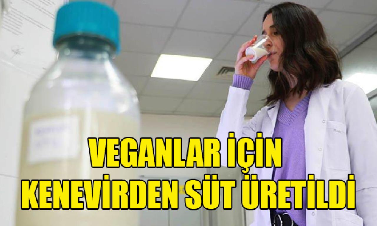 Veganlar için kenevirden süt üretildi 