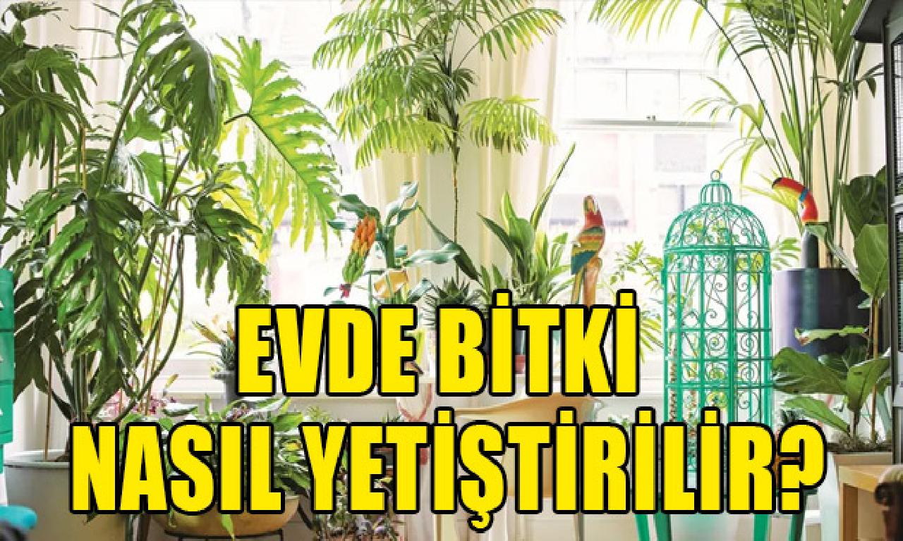 Evde doğru yosun yetiştirme rehberi 