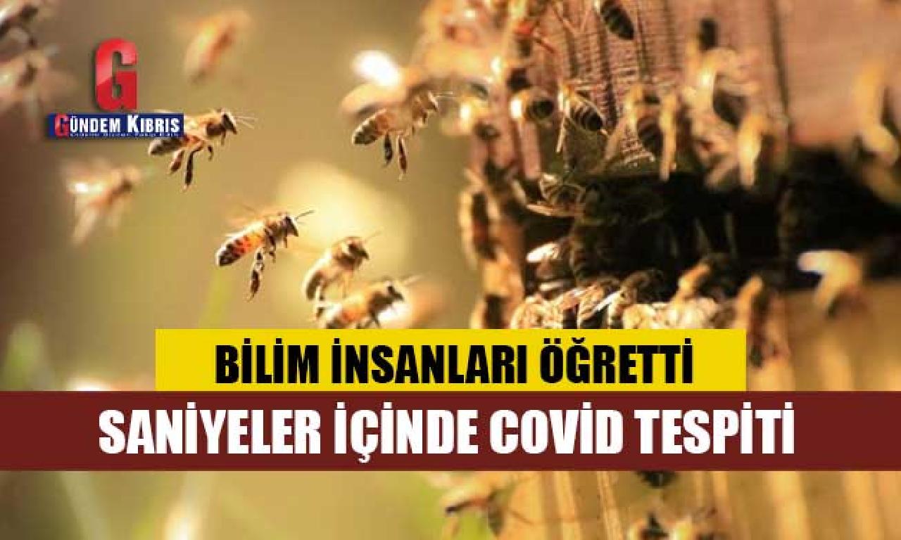 Bilim insanları arılara corona virüsü koklamayı öğretti: Saniyeler içinde belirleme ediyorlar 