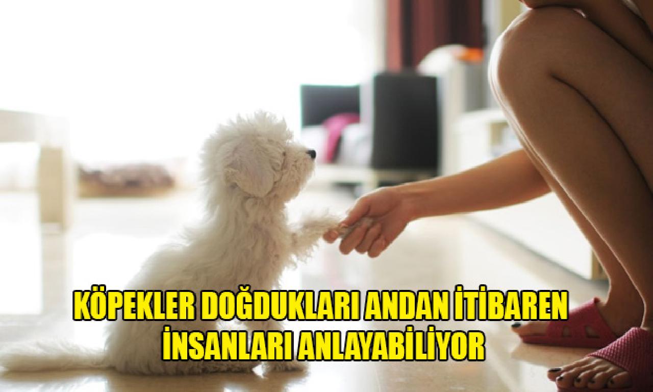 375 köpek arslanbala incelendi: Doğdukları andan itibaren insanları anlıyorlar 