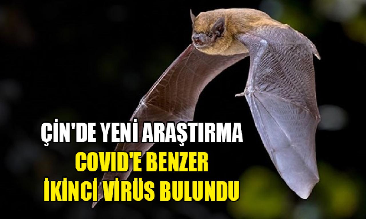 Çin'de görülmemiş araştırma: Yarasalarda Covid-19'a nitelik yeni virüs bulundu 