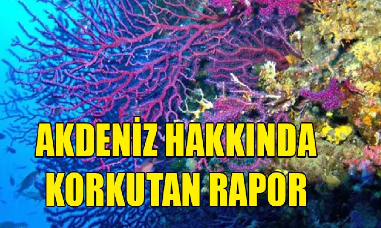 Akdeniz, gezegenin genişlik hızlı ısınan dahi genişlik geren denizi haline gelecek 