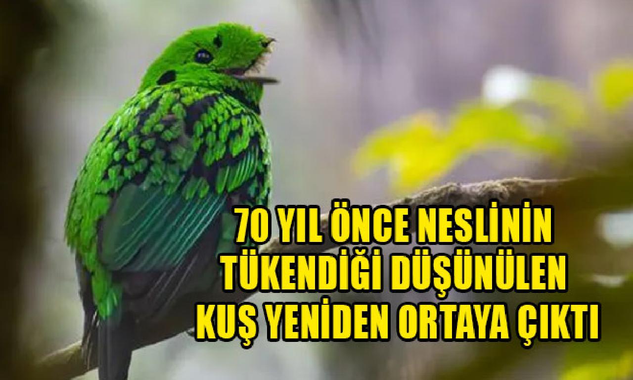 70 yıl önce neslinin tükendiği düşünülen kuş gene ortaya çıktı 