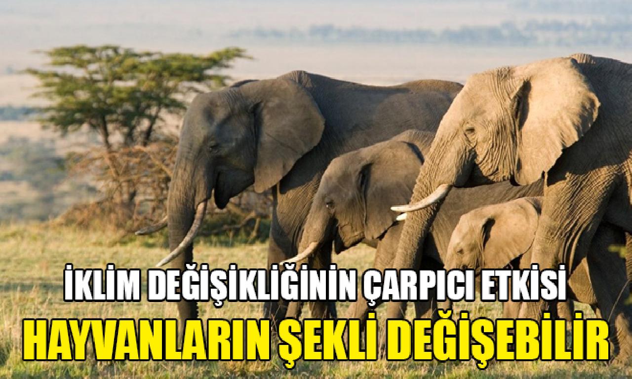 Araştırma: İklim değişikliği yüzünden hayvanların şekli değişebilir 