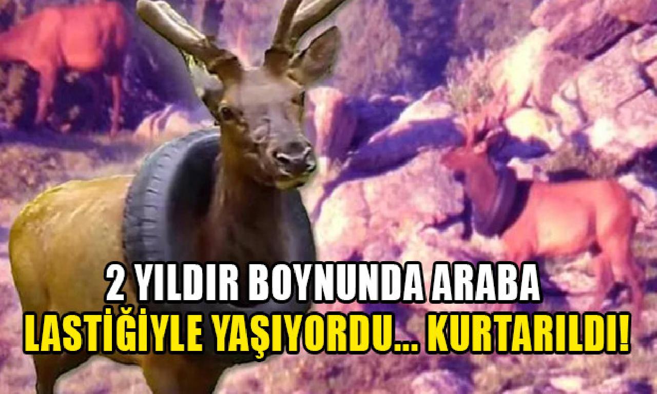 2 yıldır boynunda tekerlekli lastiğiyle yaşıyordu... Kurtarıldı! 