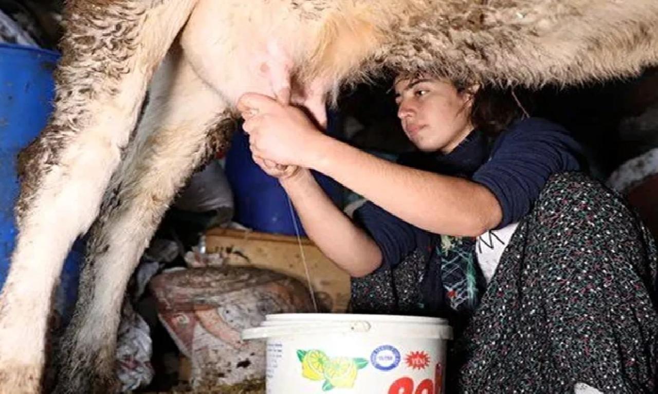 İnek sağarak güçlendirdiği bileğiyle dünya üçüncüsü evet 