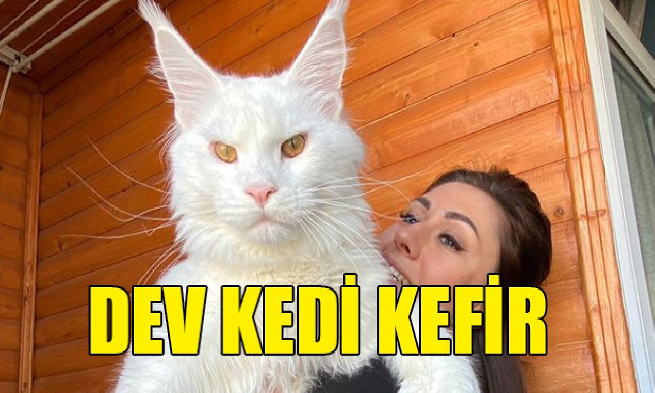 Dev kedigillerden Kefir: 'O büyüklüğünde büyük özneyi adam köpek zannediyor' 