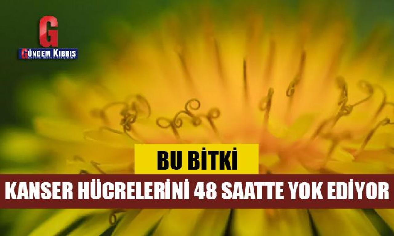 Bu yosun incitmebeni hücrelerini bulunmayan ediyor 