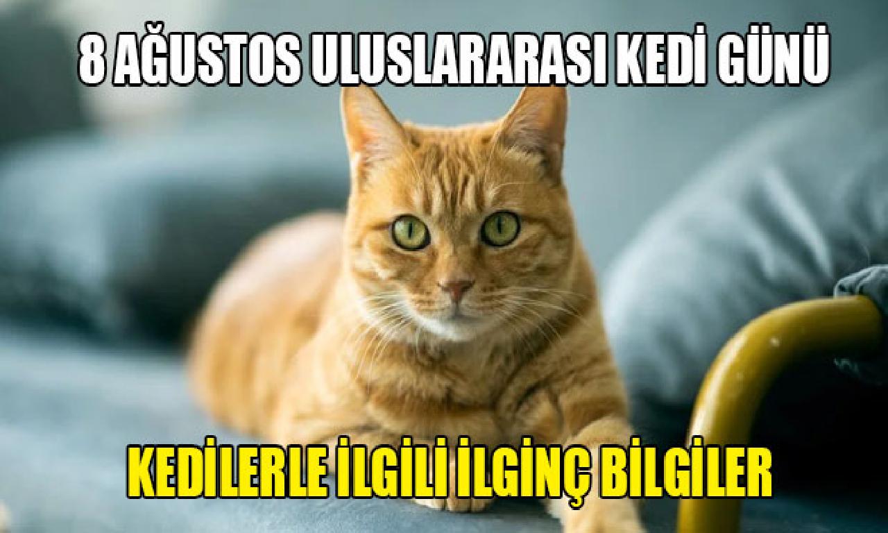 Kedilerle alâkadar eğlenceli gerçekler (8 Ağustos Uluslararası Kedi Günü) 