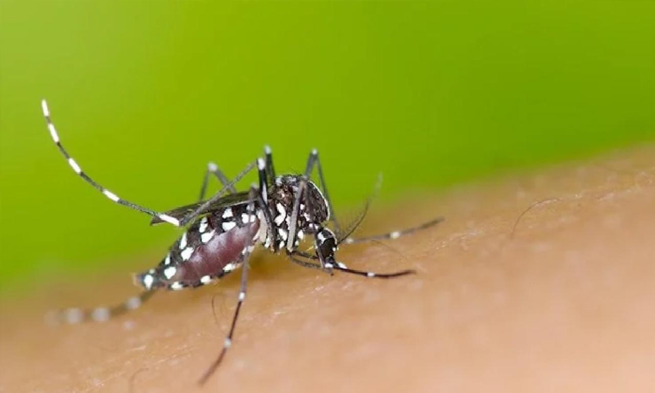 Bilim insanları açıkladı: Neyin sivrisinekleri çektiğini keşfettiler 