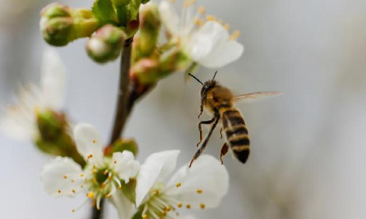 Arıların DNA'sı incelendi: İklim değişikliği yüzünden strese giriyorlar 
