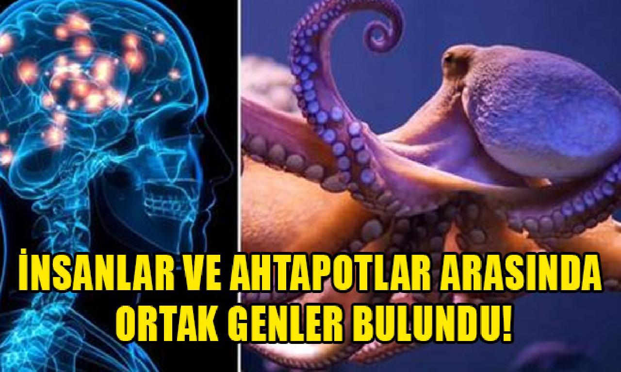 İnsanlar dahi ahtapotlar arasında şerik genler bulundu! 