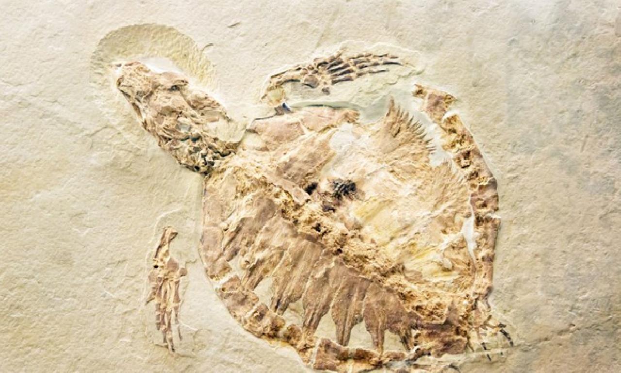 Mısır'da 70 1000000 yıllık kaplumbağa fosili bulundu 