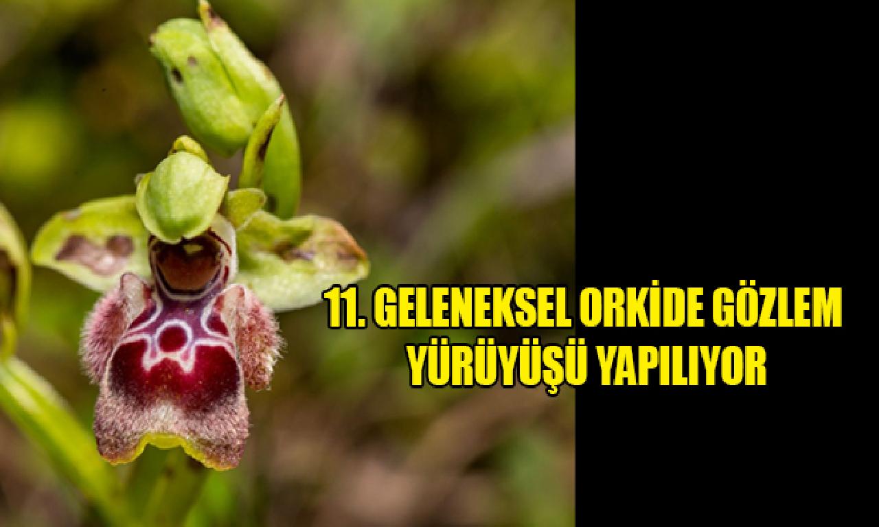 11. Geleneksel Orkide Gözlem Yürüyüşü yapılıyor 