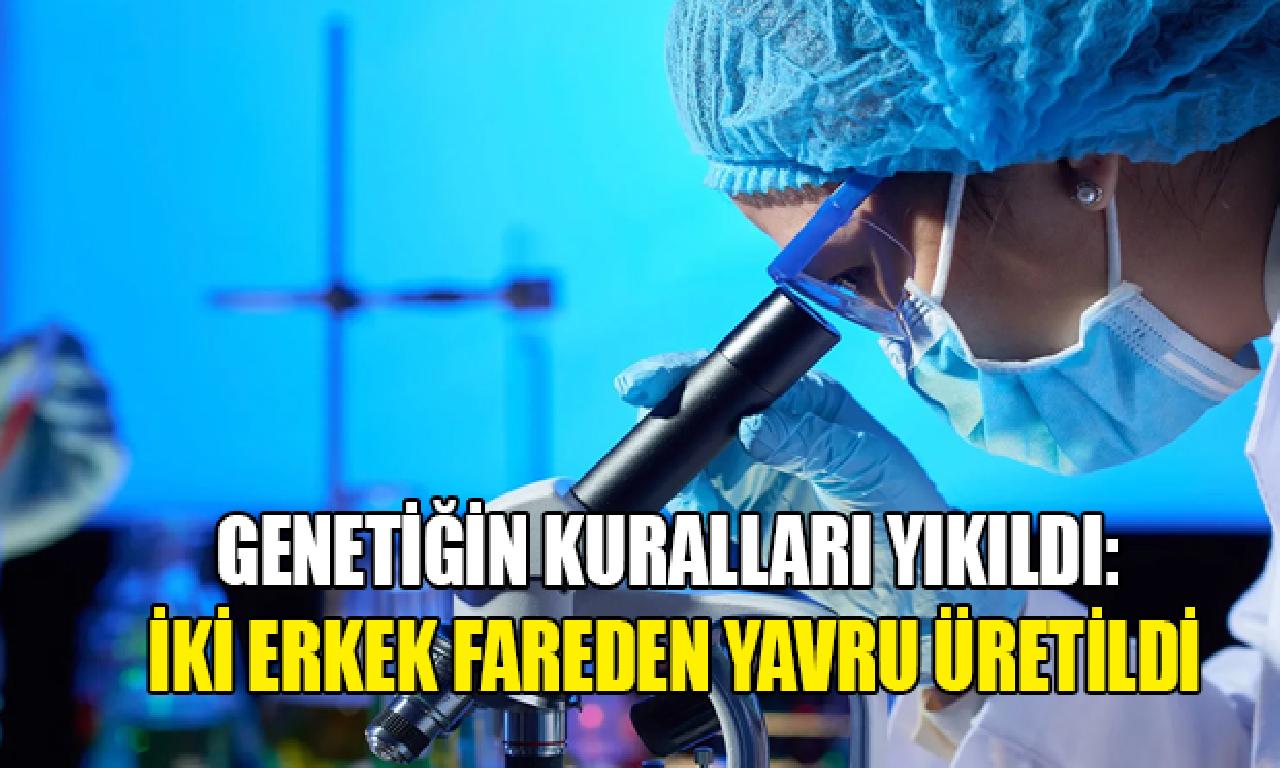 Genetiğin kuralları yıkıldı: İki insan fareden çocuk üretildi 