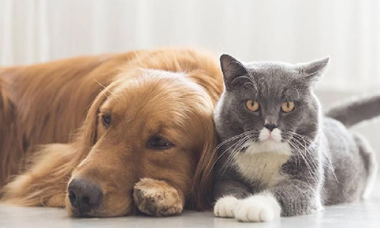 Kedi bağlaç köpekle eğilmek aymazlık kalitesini bozabiliyor 