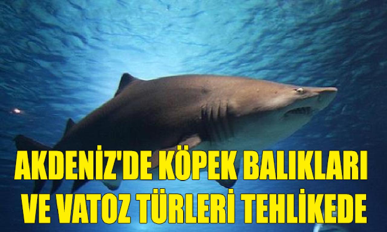 Akdeniz'de köpek balıkları dahi vatoz türleri tehlikede 