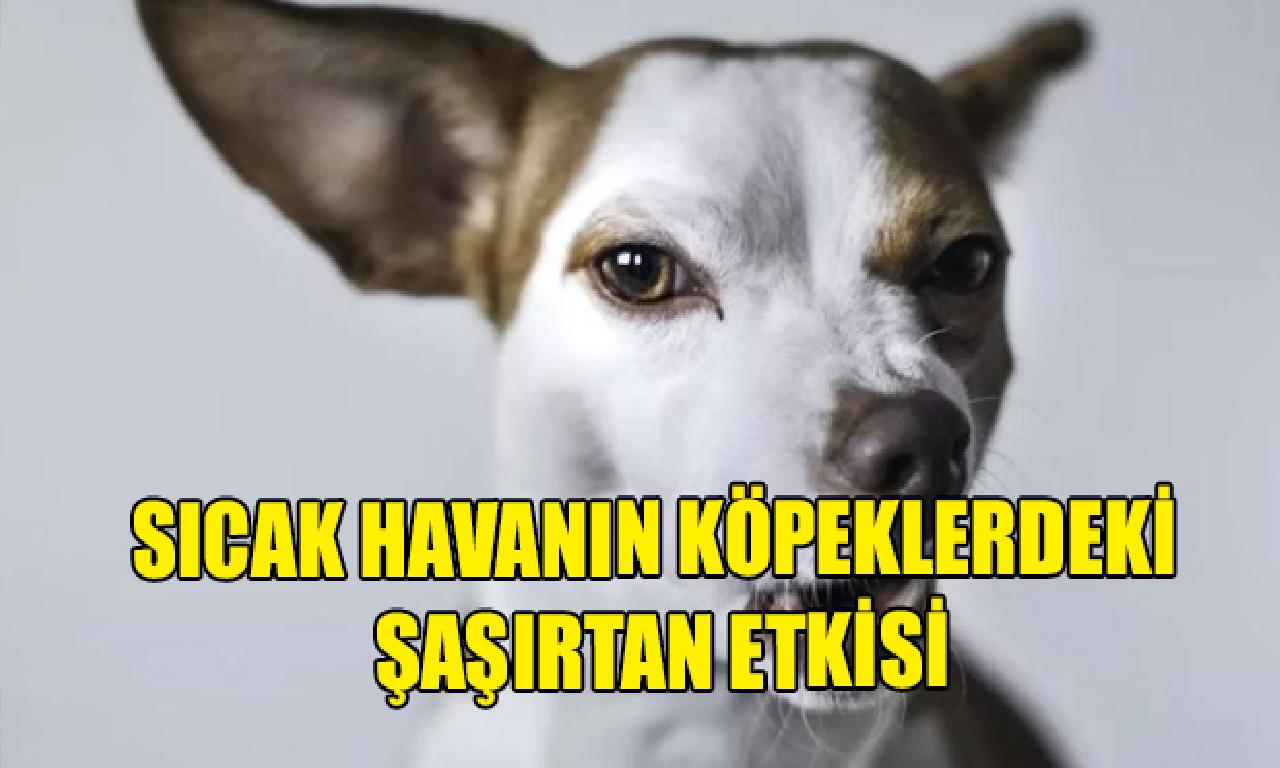 Sıcak havanın köpeklerdeki şaşırtan dağılmak 