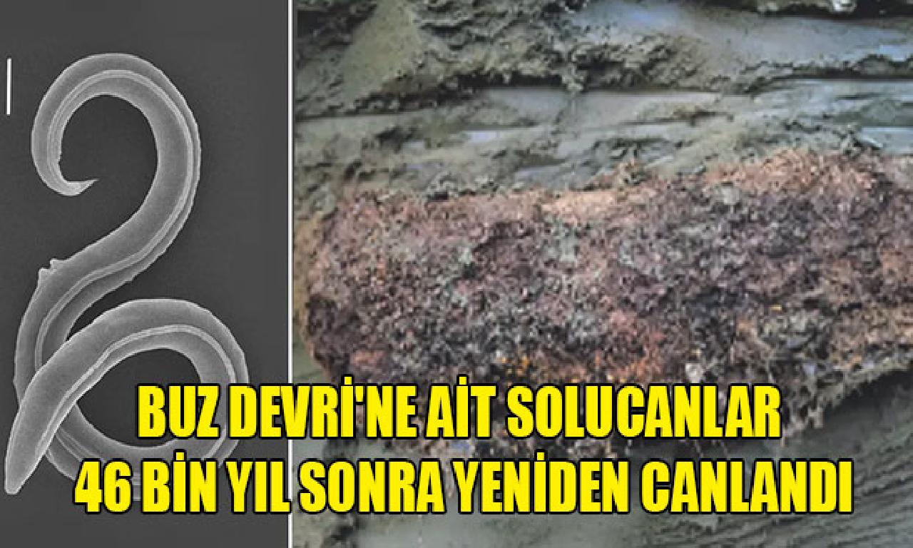 Buz Devri'ne ilgili halkalılardan 46 1000 yıl müteakiben gene canlandı 