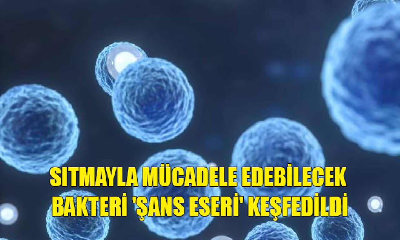 Sıtmayla mücadele edebilecek toprakta 'şans eseri' keşfedildi 