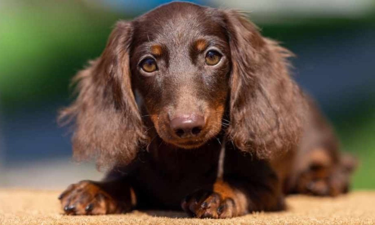 Büyük köpekler neden küçük köpeklerden hızlı yaşlanıyor? Yeni araştırma yanıt arıyor